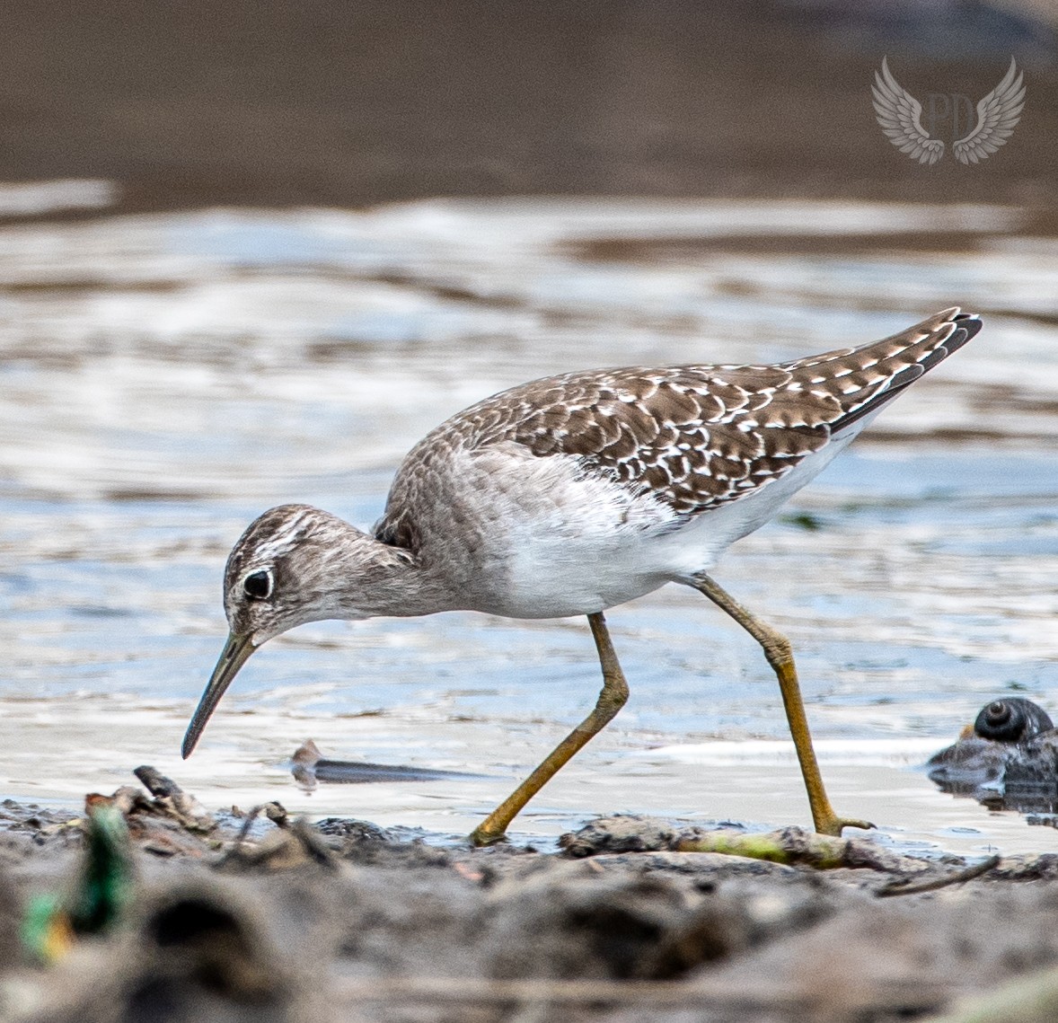 Bruchwasserläufer - ML642767253