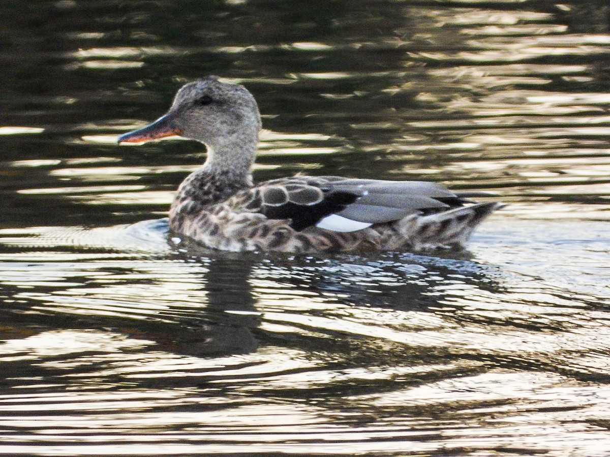Gadwall - ML642767256