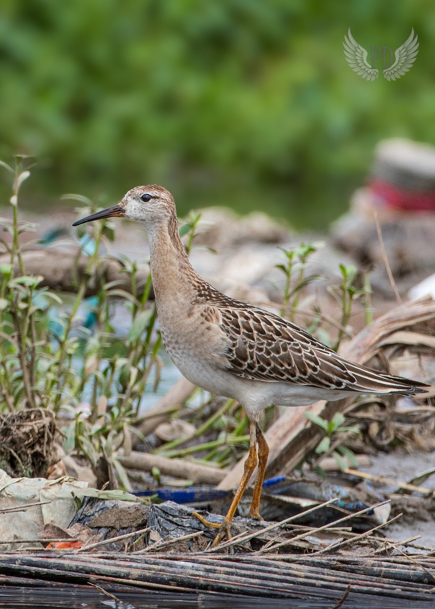 Kampfläufer - ML642767266