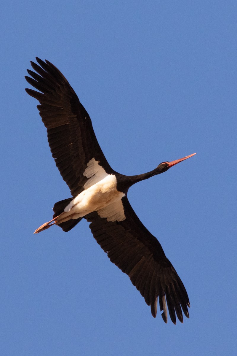 Хар өрөвтас - ML642767278