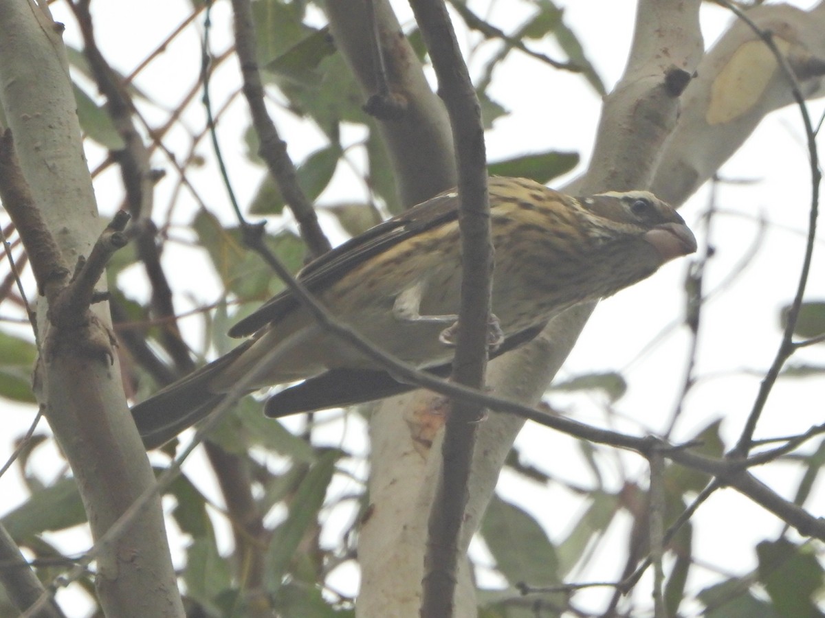 Rose-breasted Grosbeak - ML642767285