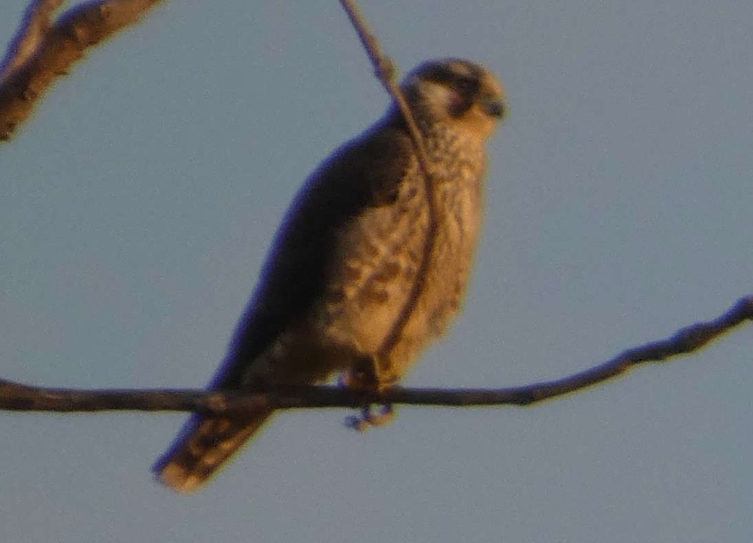 Peregrine Falcon - ML642767286