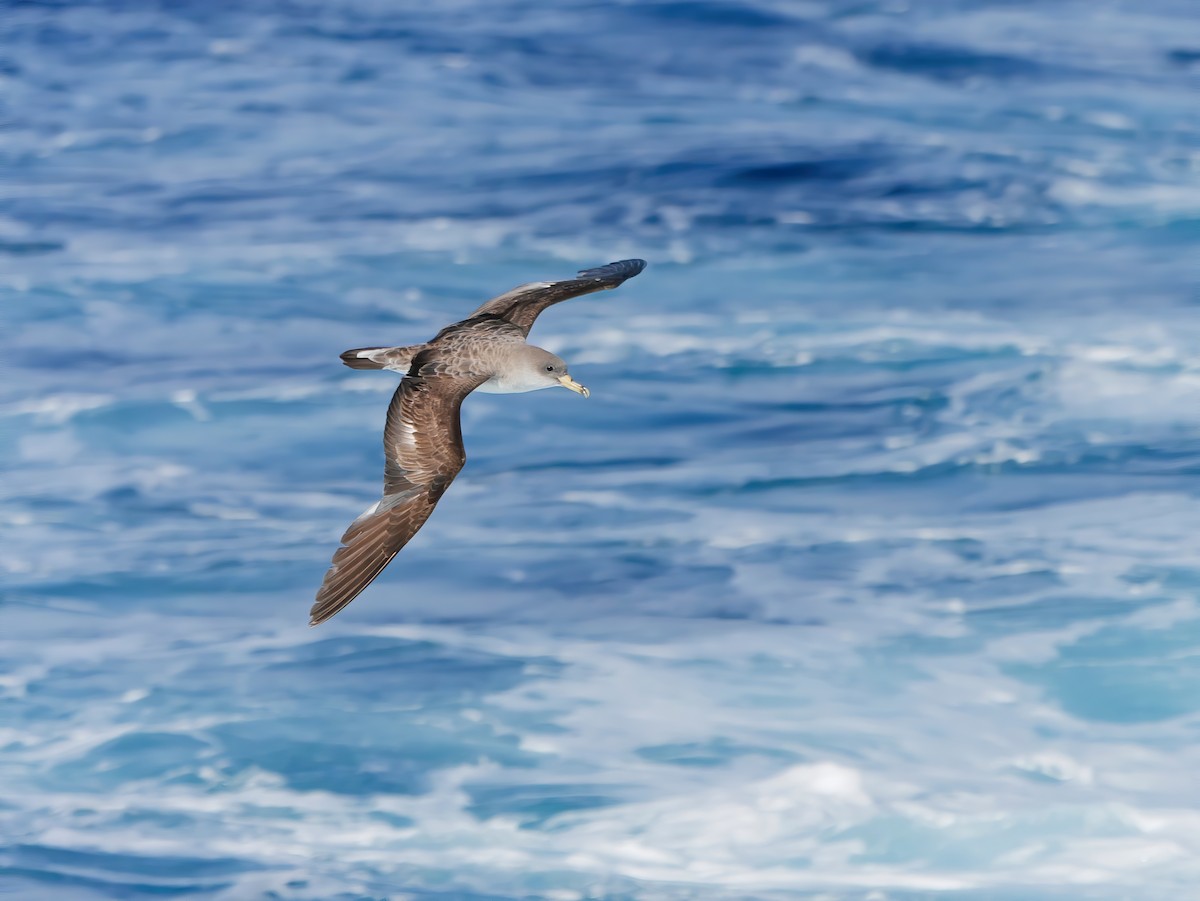 Berta maggiore - ML642767292