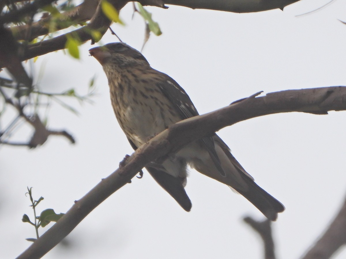 Rose-breasted Grosbeak - ML642767293