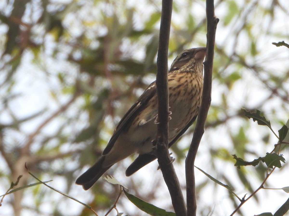 Rose-breasted Grosbeak - ML642767300