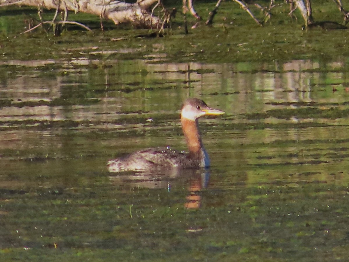 Red-necked Grebe - ML642767306
