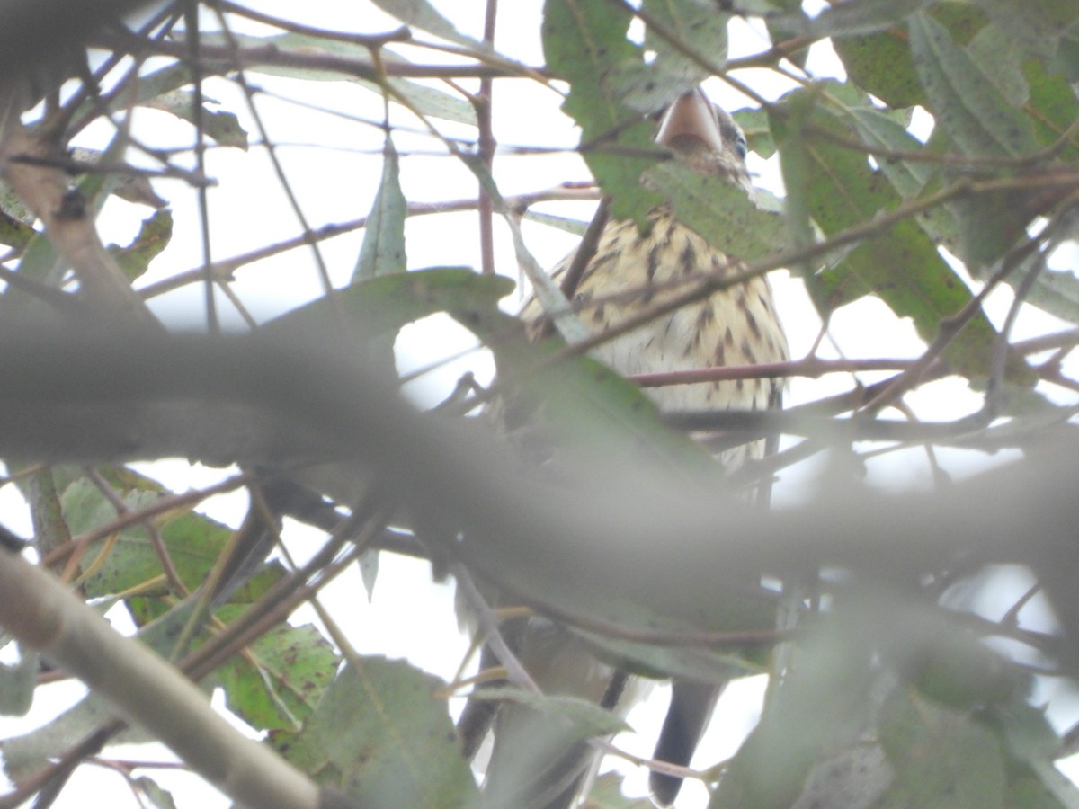 Rose-breasted Grosbeak - ML642767311