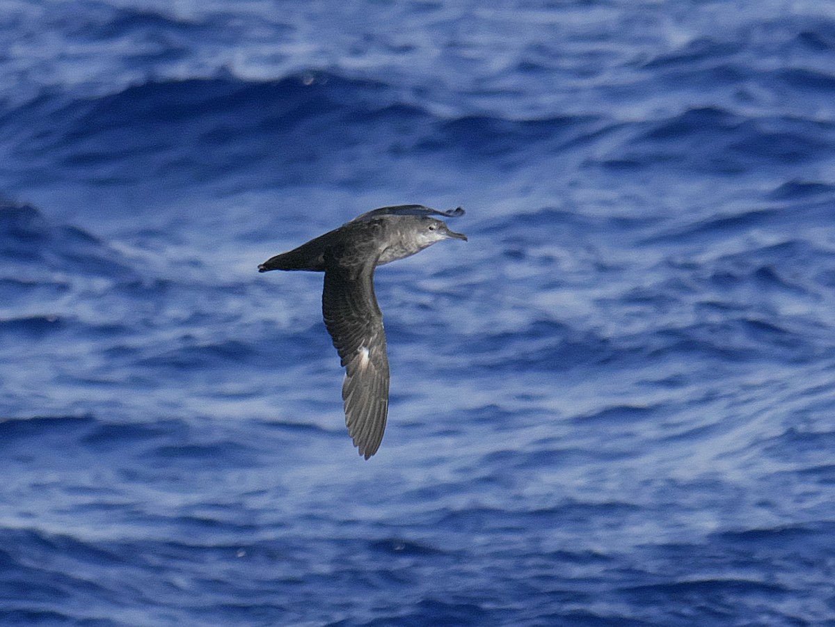 Balearic Shearwater - ML642767312