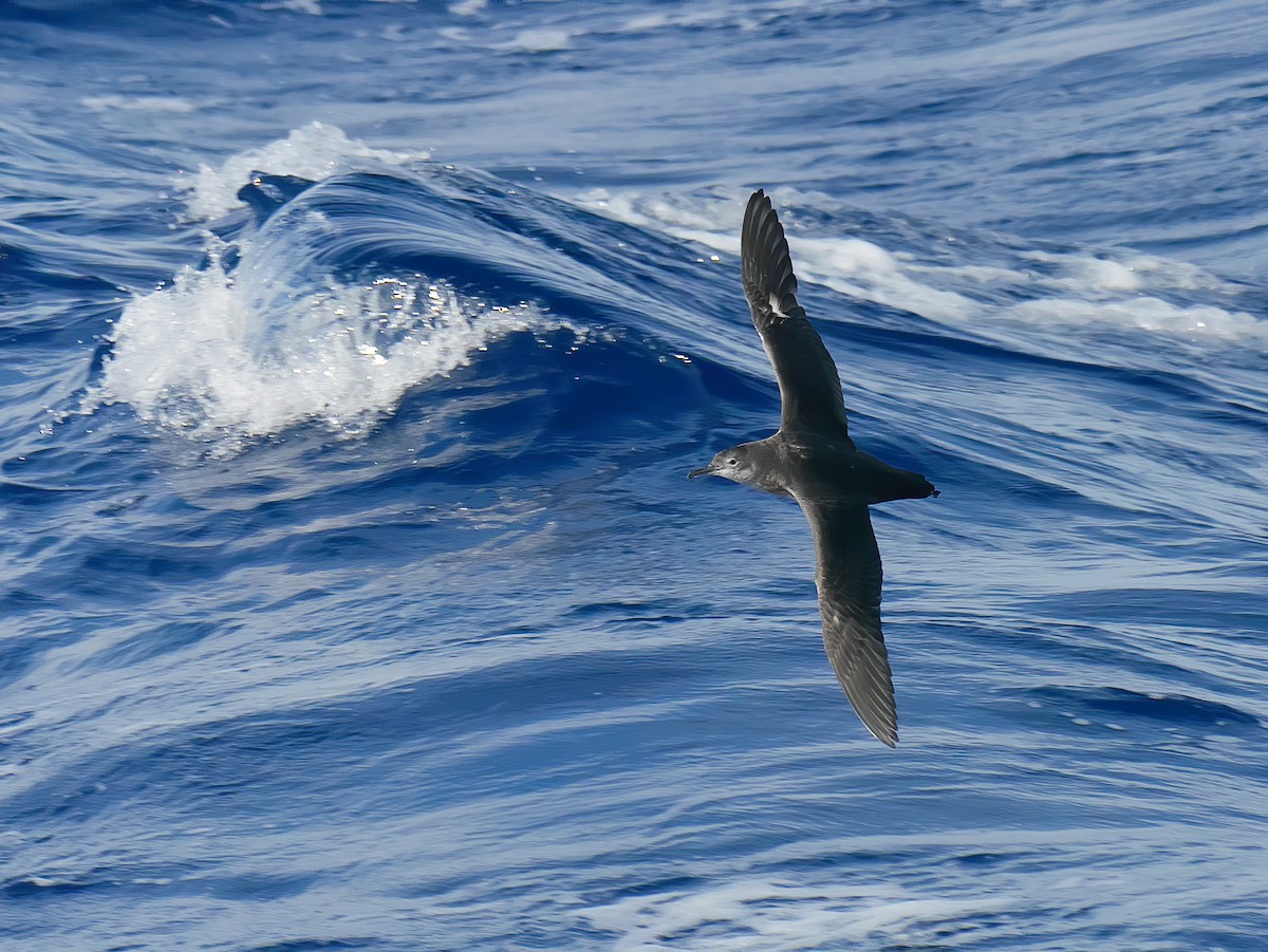 Balearic Shearwater - ML642767313