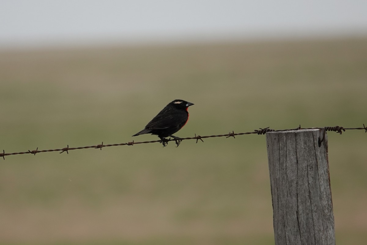 White-browed Meadowlark - ML642767315