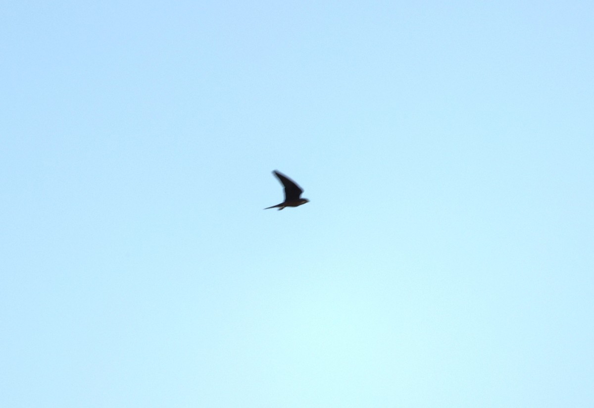 Eleonora's Falcon - ML642767323