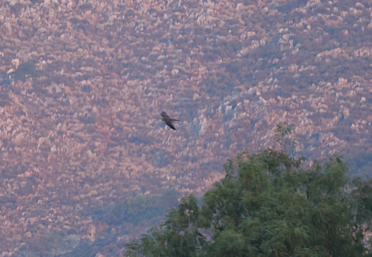 Eleonora's Falcon - ML642767324