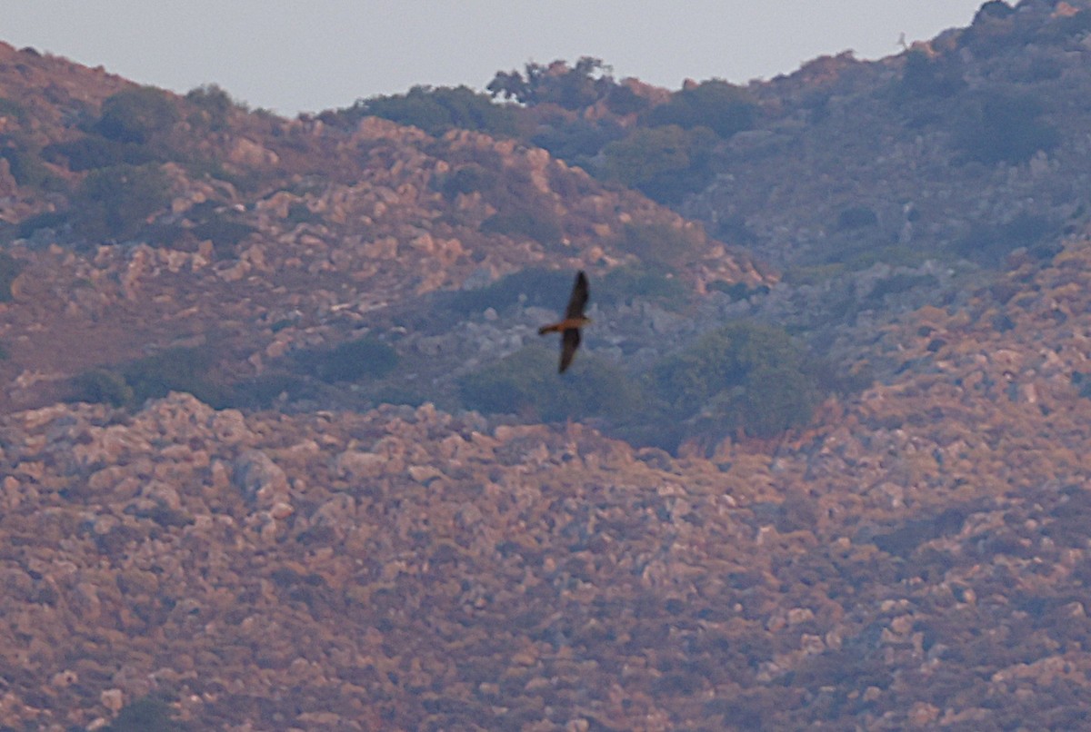 Eleonora's Falcon - ML642767326