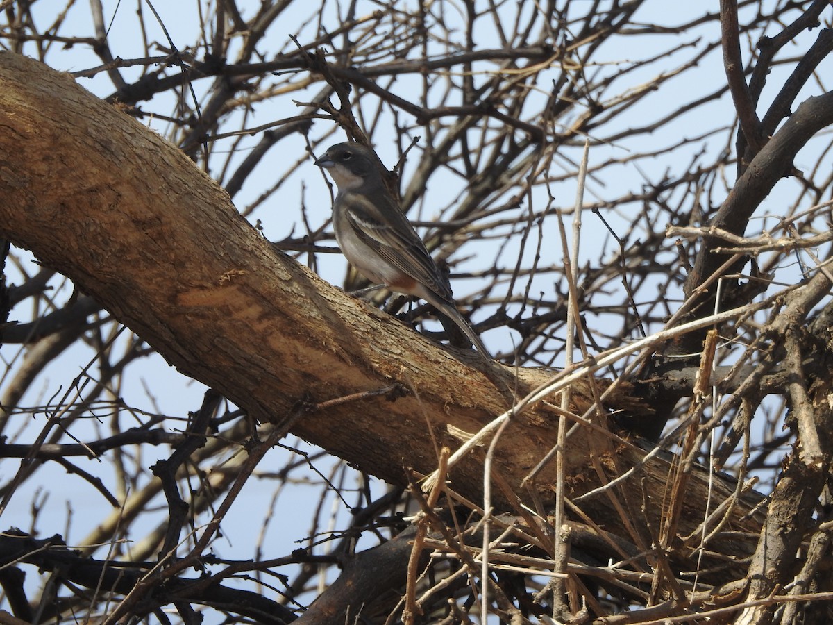 Diuca Finch - ML642767333