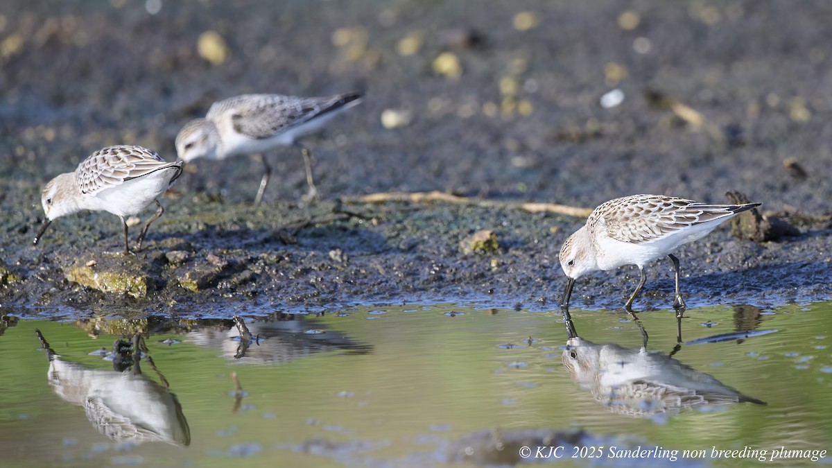 חופית לבנה - ML642767335