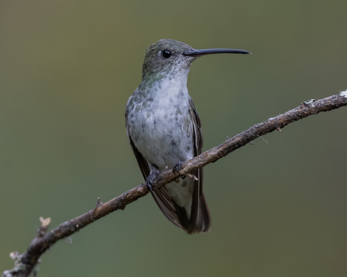 Green-and-white Hummingbird - ML642767397