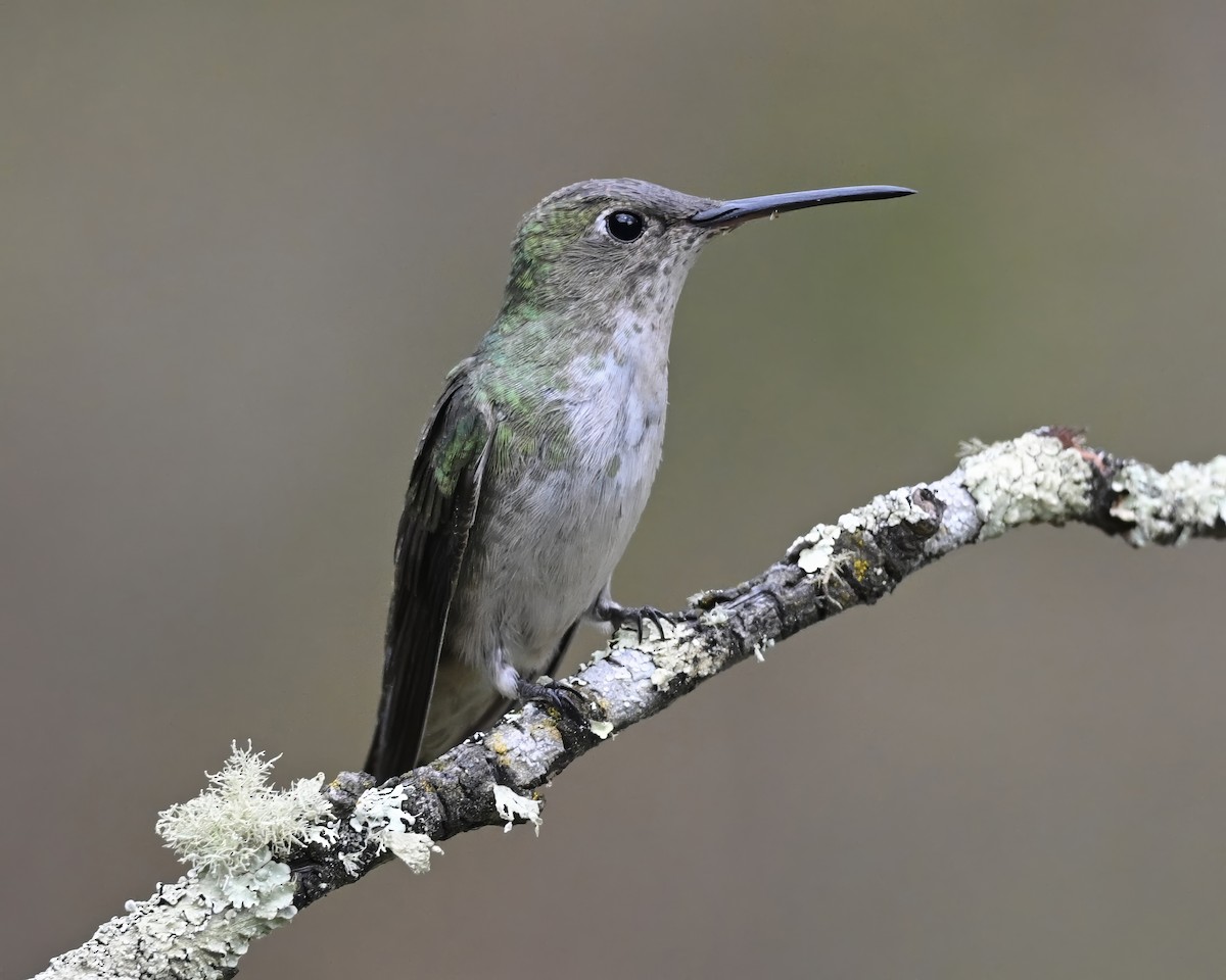 Green-and-white Hummingbird - ML642767398