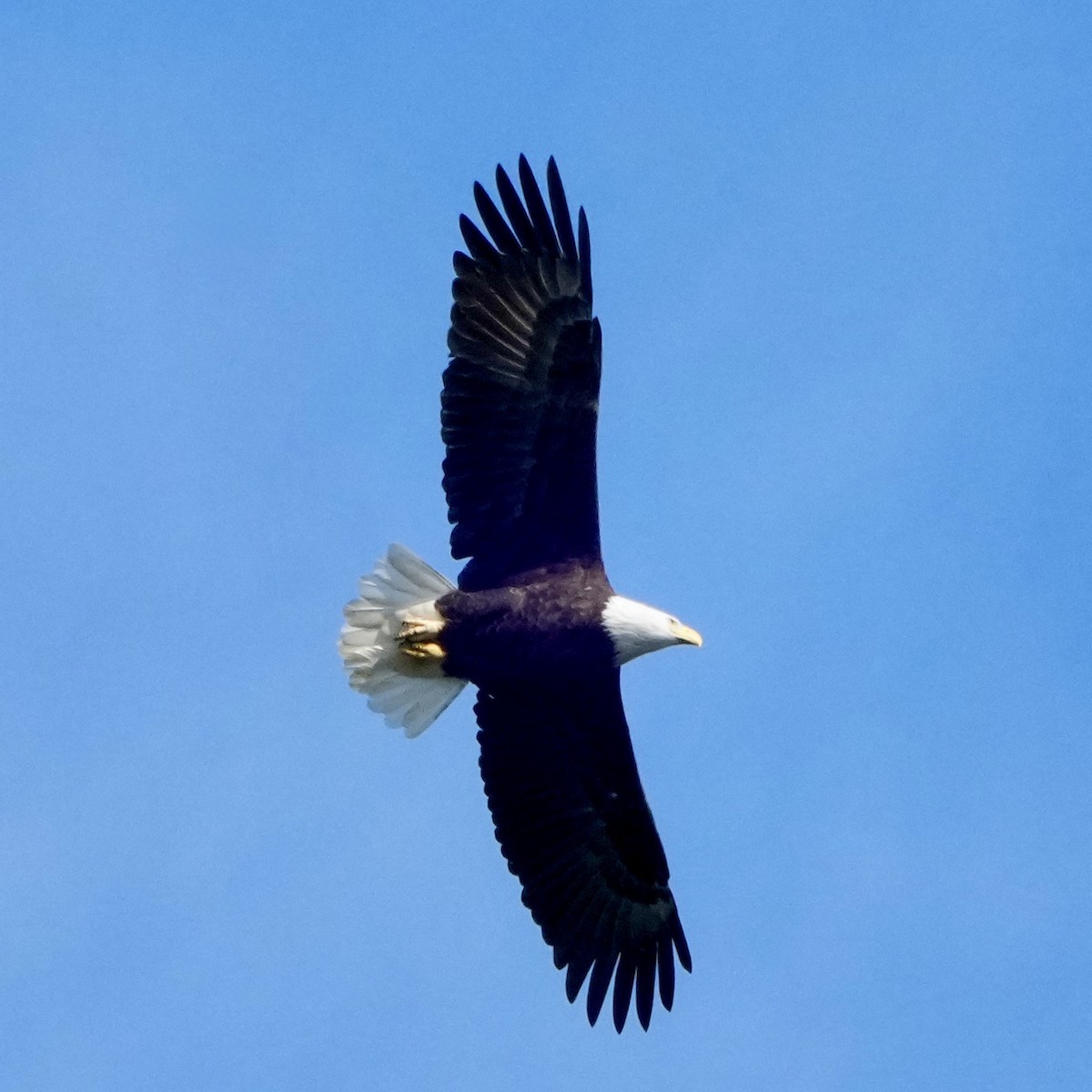 Bald Eagle - ML642767399