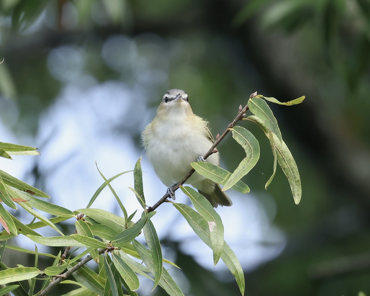 Vireo begigorria - ML642767400