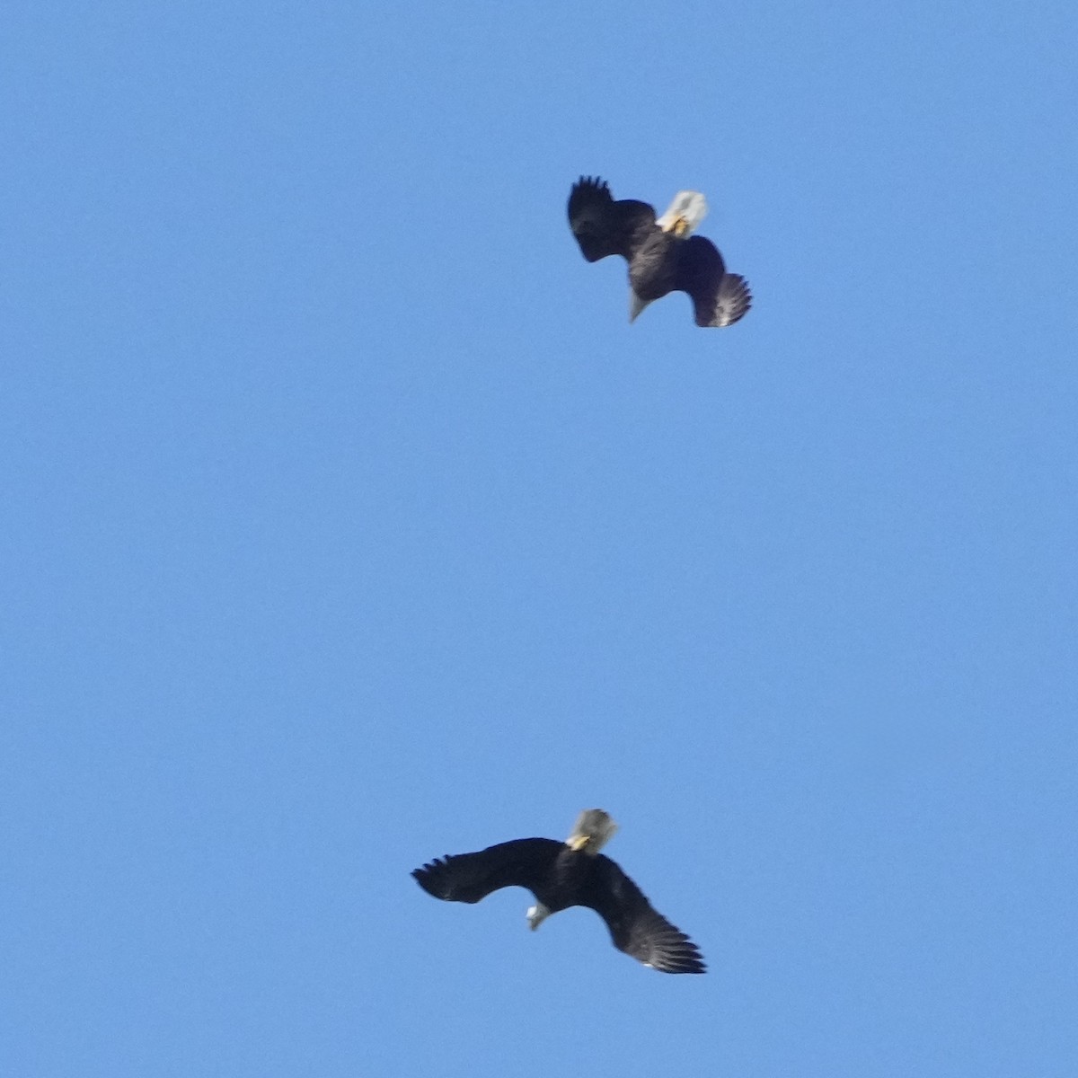 Bald Eagle - ML642767403