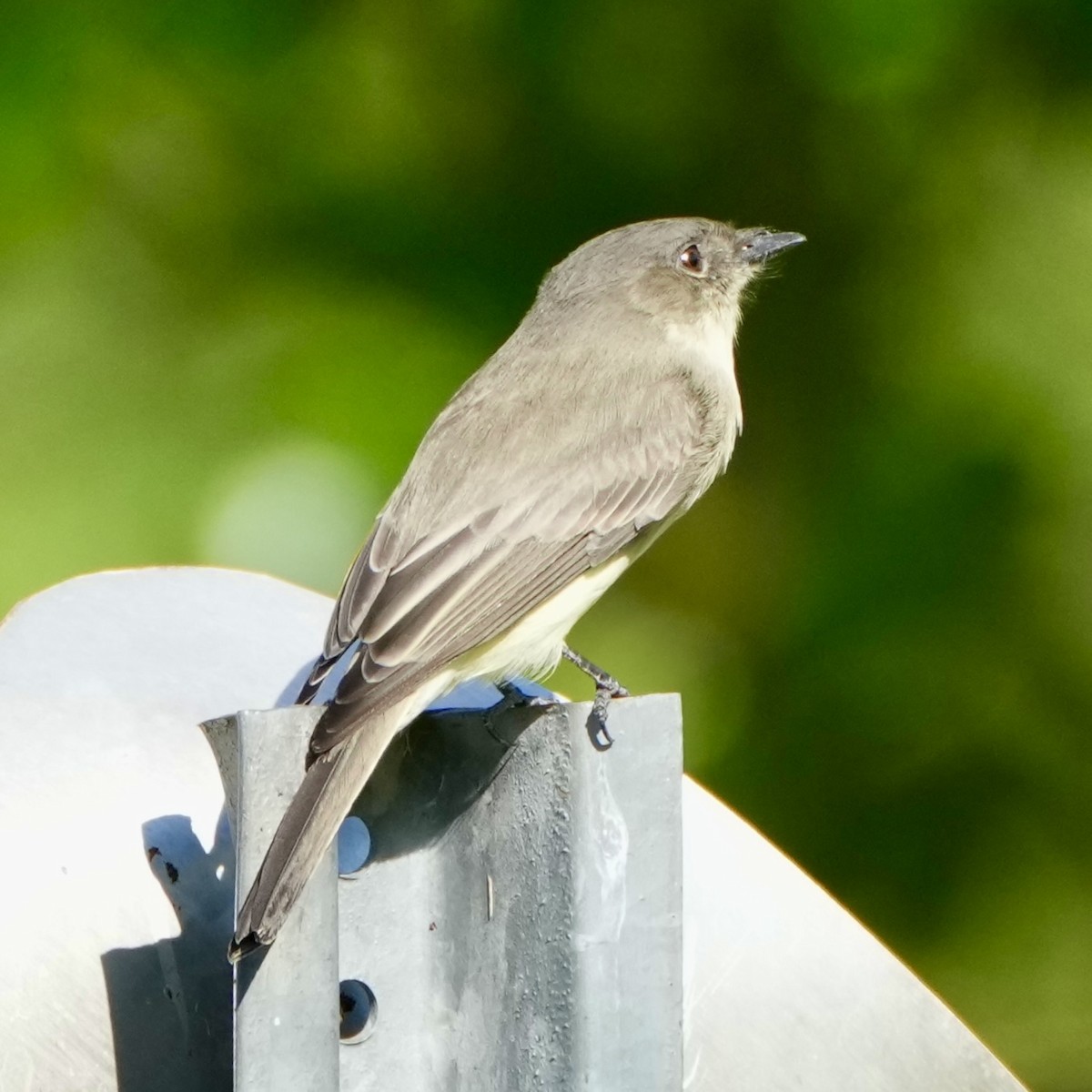 Eastern Phoebe - ML642767412
