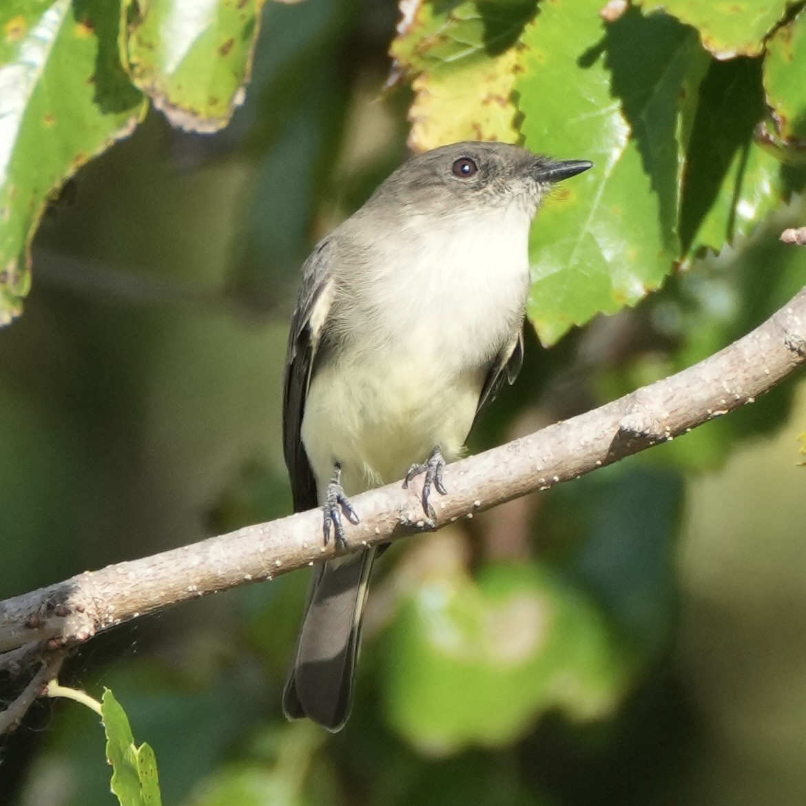 Eastern Phoebe - ML642767416