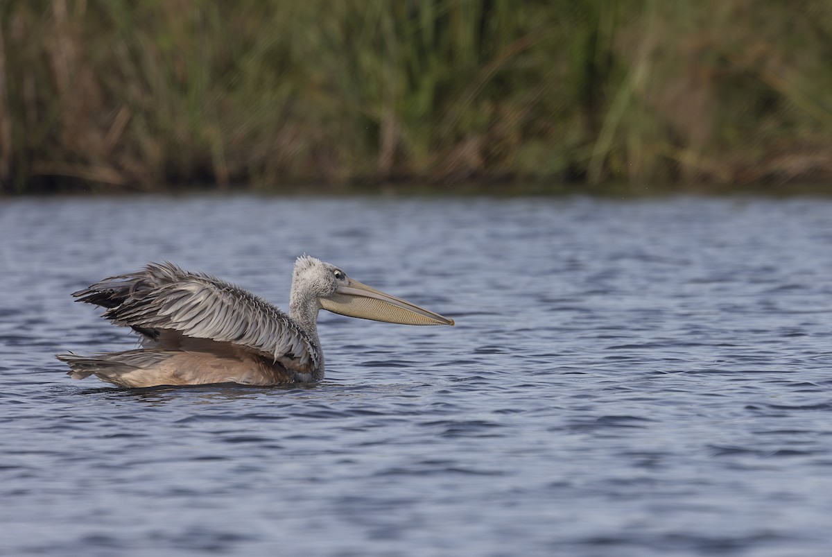 Pink-backed Pelican - ML642767430