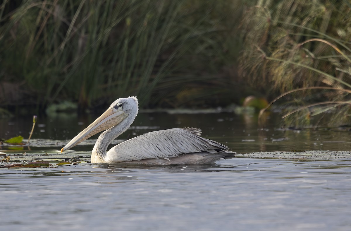Pink-backed Pelican - ML642767431