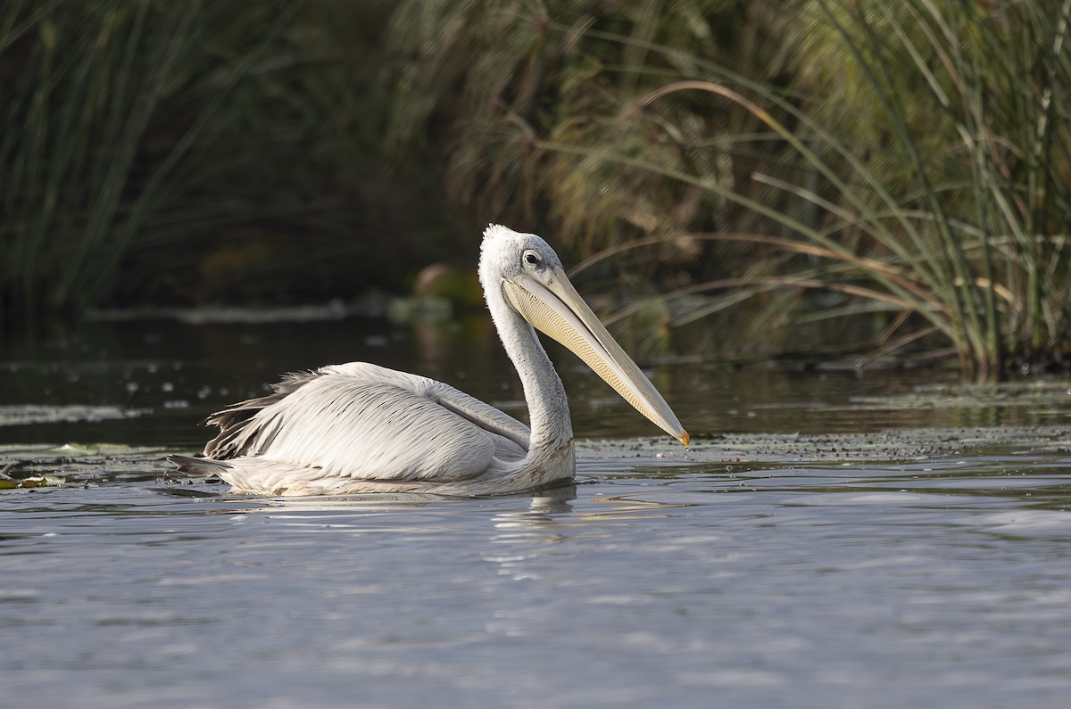 Pink-backed Pelican - ML642767432