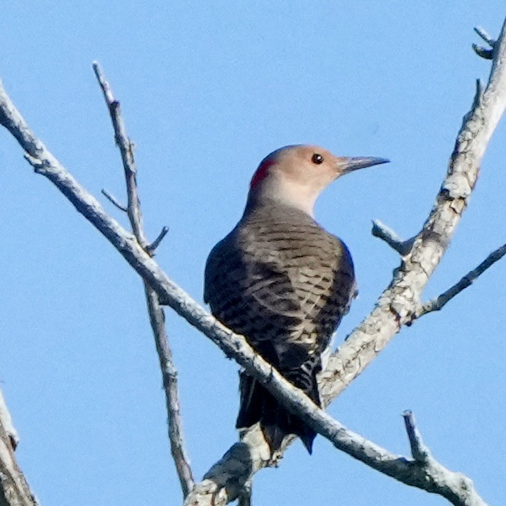 Northern Flicker - ML642767444