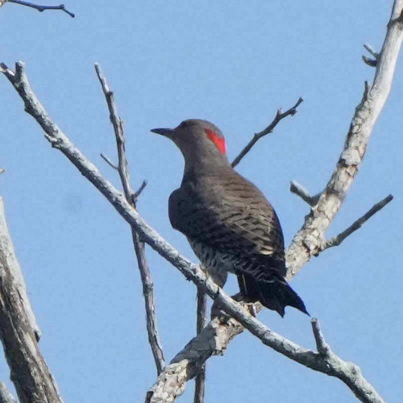Northern Flicker - ML642767447