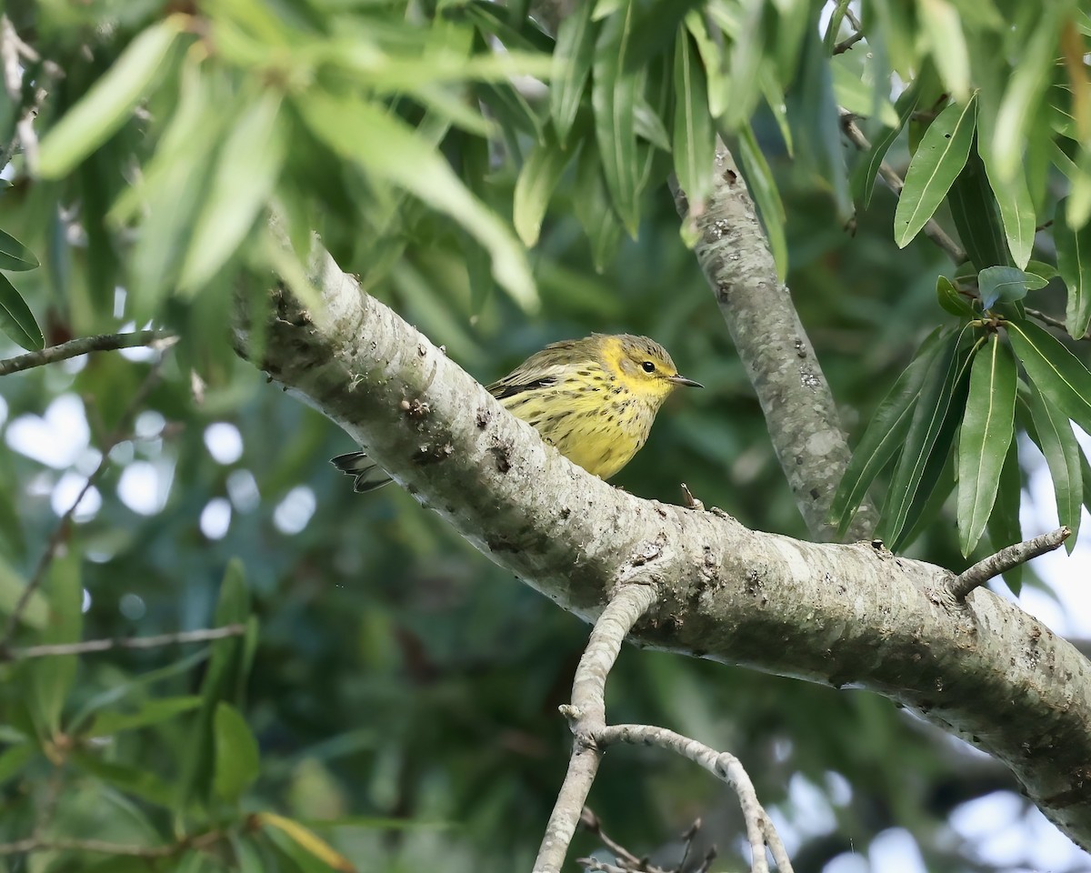 Cape May Warbler - ML642767452