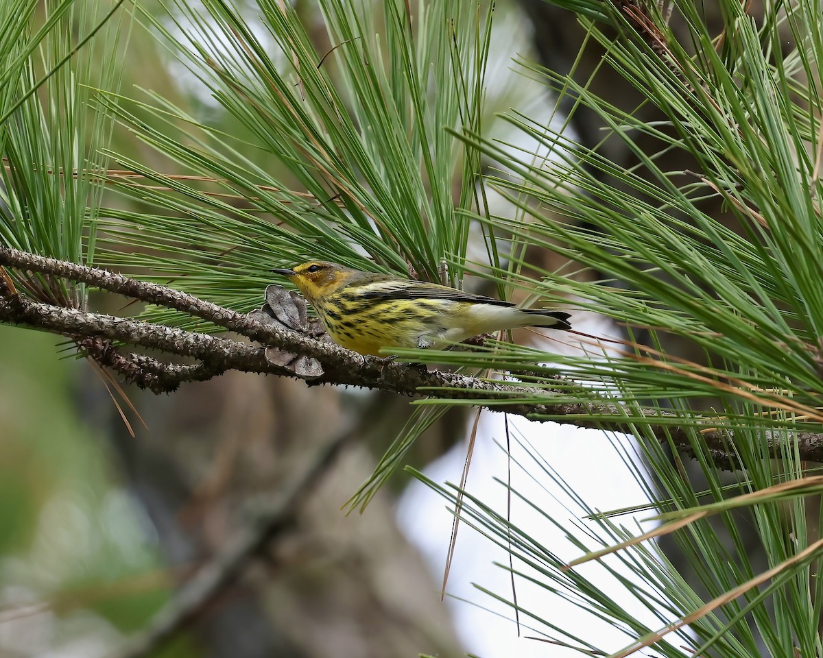 Cape May Warbler - ML642767455