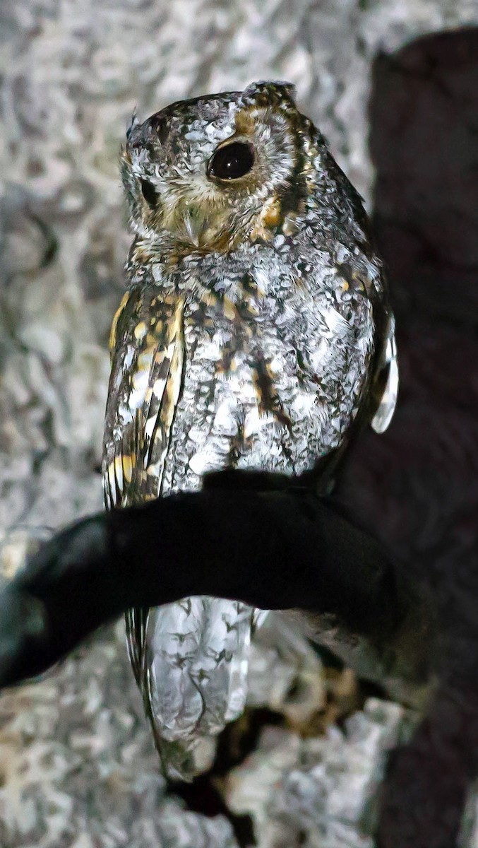 Western Screech-Owl - ML642767458