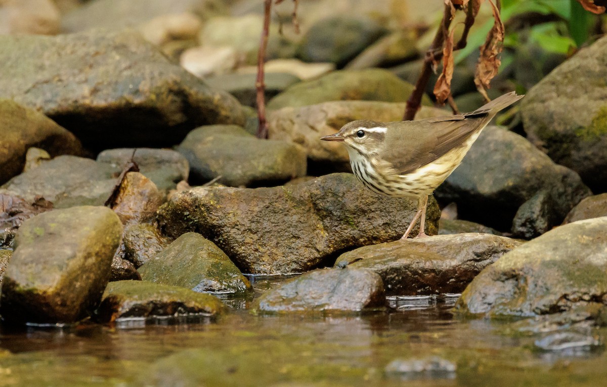 Louisiana Waterthrush - ML642767459