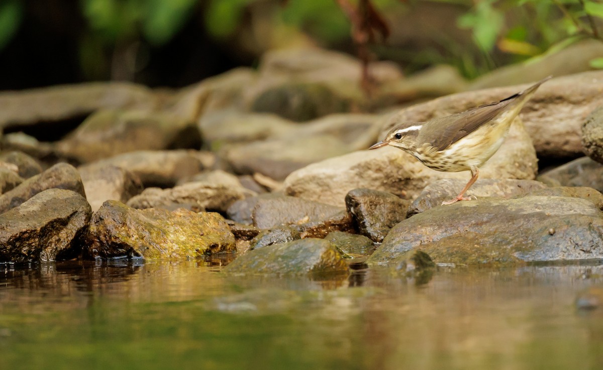 Louisiana Waterthrush - ML642767460