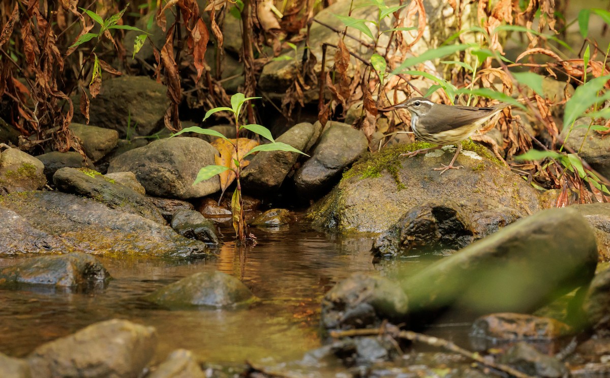 Louisiana Waterthrush - ML642767461