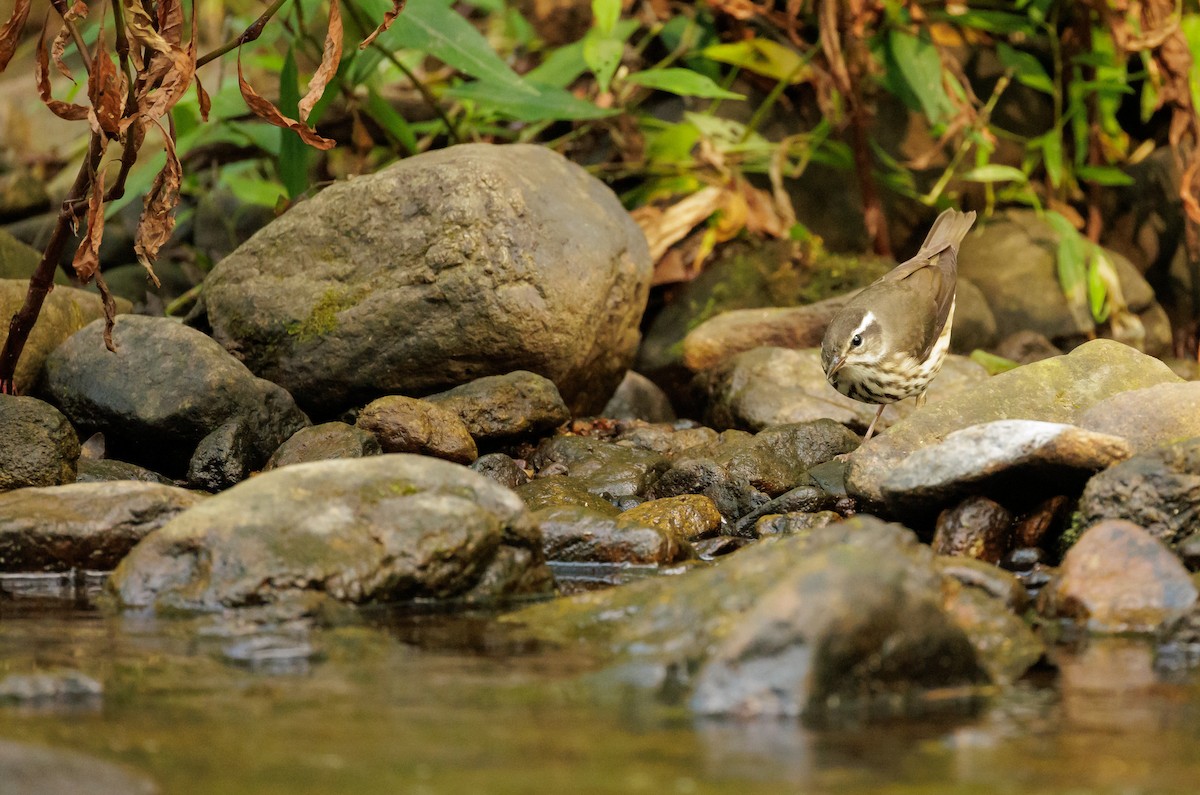 Louisiana Waterthrush - ML642767463