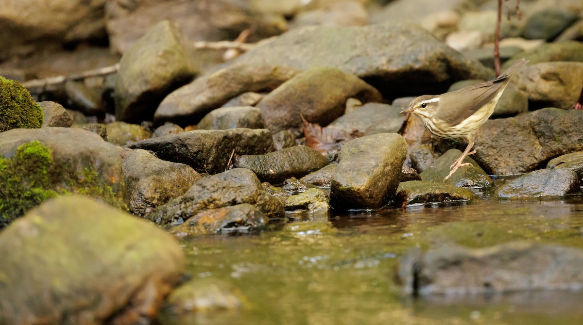 Louisiana Waterthrush - ML642767464