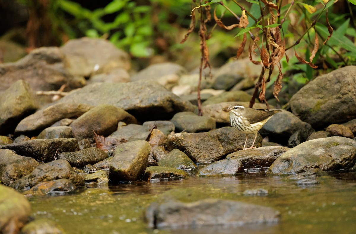 Louisiana Waterthrush - ML642767465