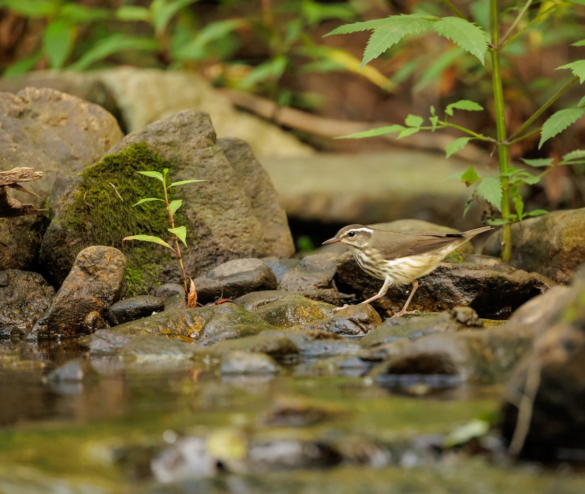 Louisiana Waterthrush - ML642767466