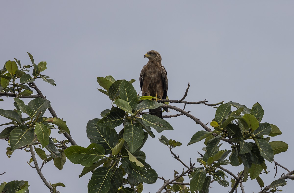 African Marsh Harrier - ML642767484