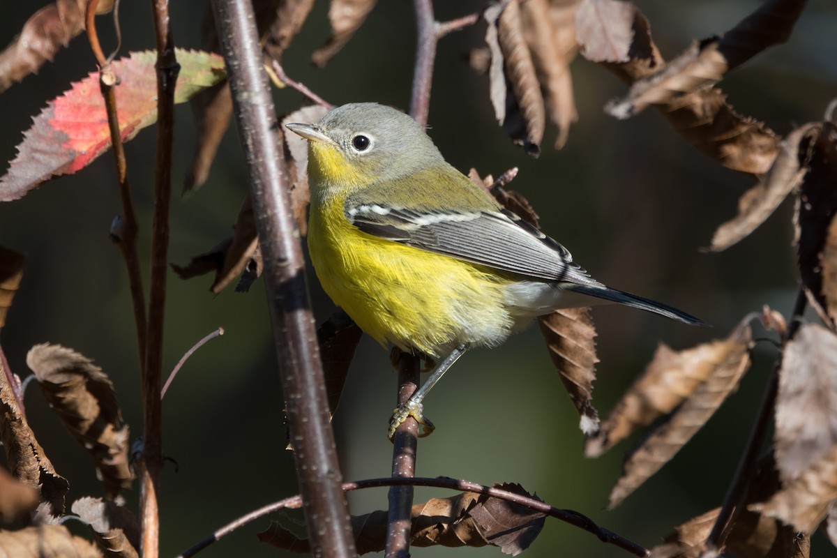 Magnolia Warbler - ML642767513