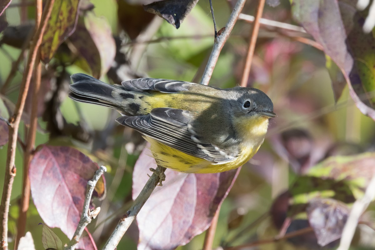 Magnolia Warbler - ML642767514