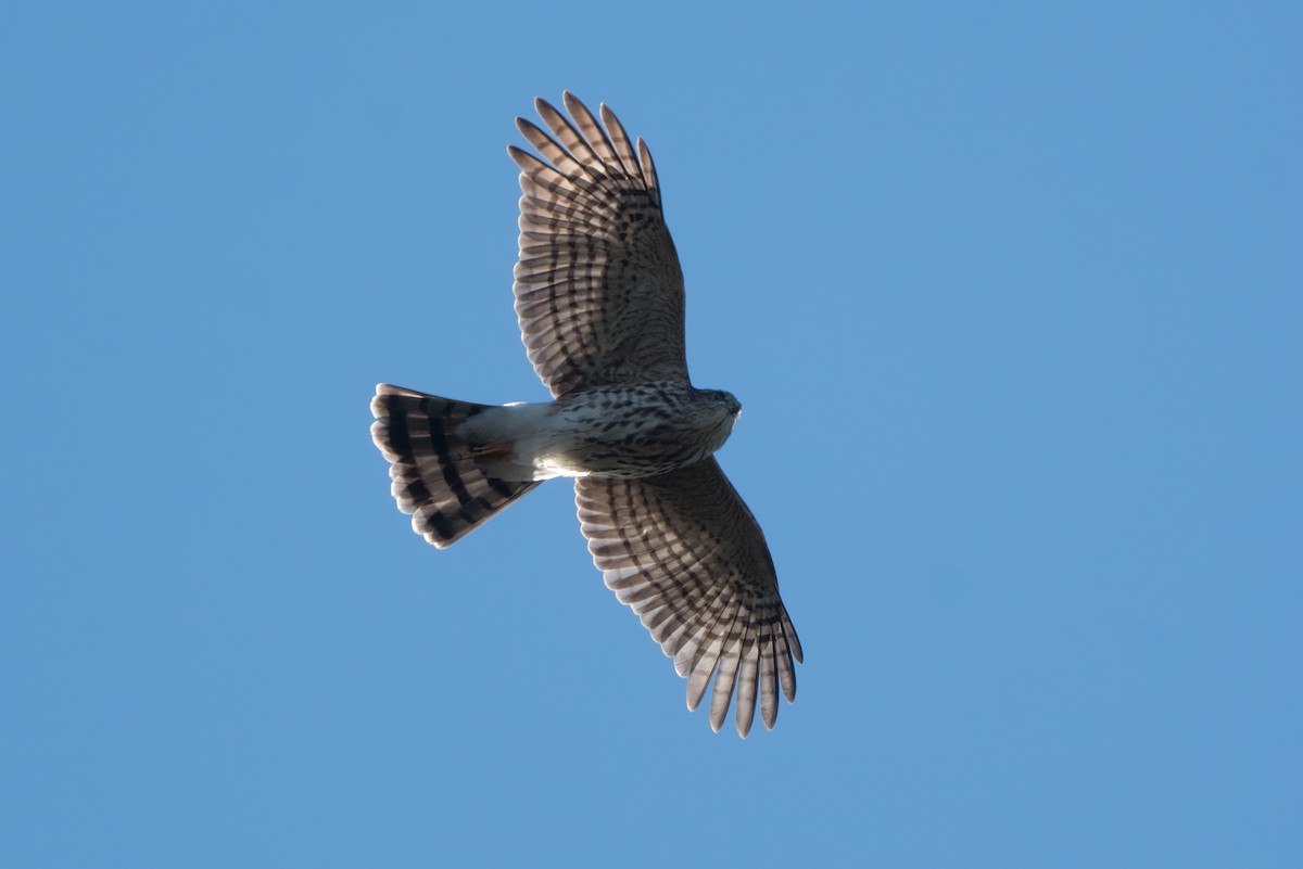 Sharp-shinned Hawk - ML642767536