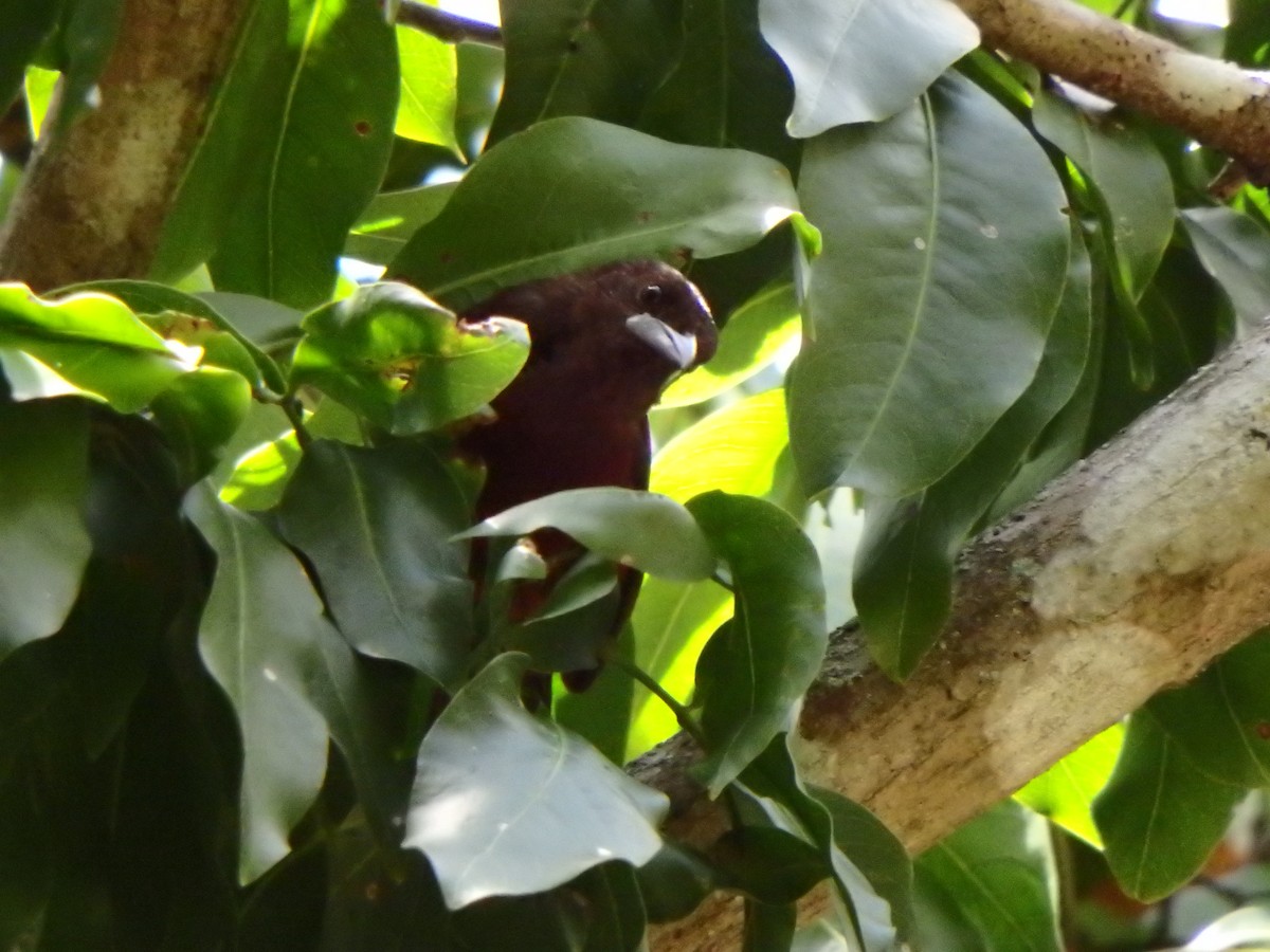 Silver-beaked Tanager - ML642767551