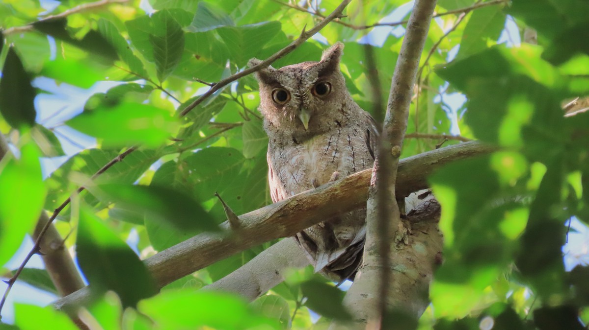 Pacific Screech-Owl - ML642767556