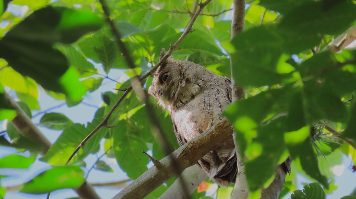 Pacific Screech-Owl - ML642767557