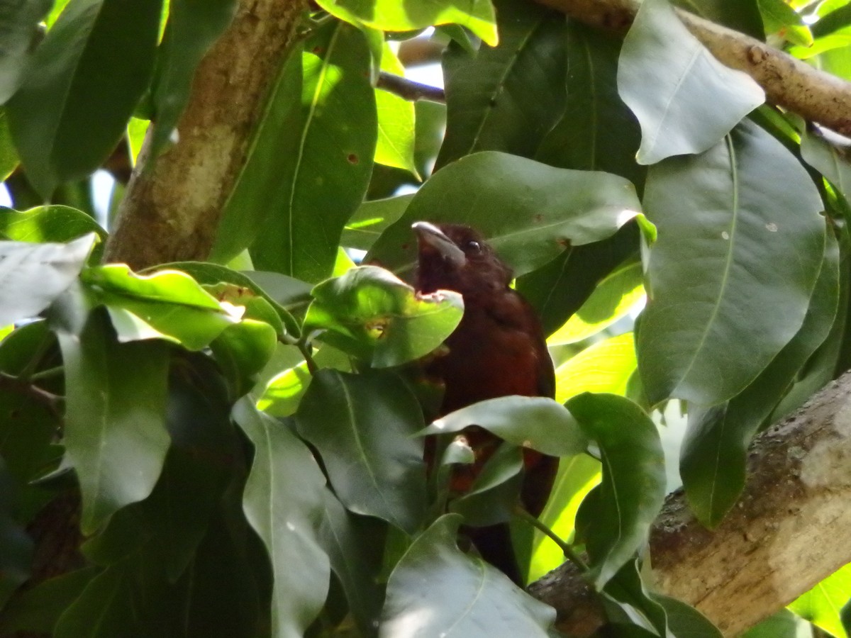 Silver-beaked Tanager - ML642767566