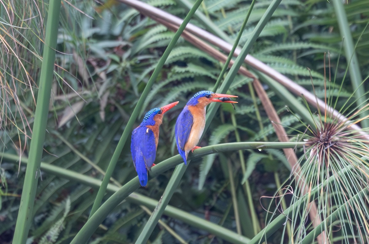 Malachite Kingfisher - ML642767568